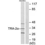 Western blot - TRA-2α Antibody from Signalway Antibody (33872) - Antibodies.com
