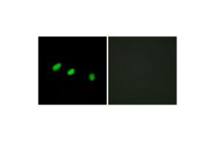 Immunofluorescence - TRA-2α Antibody from Signalway Antibody (33872) - Antibodies.com