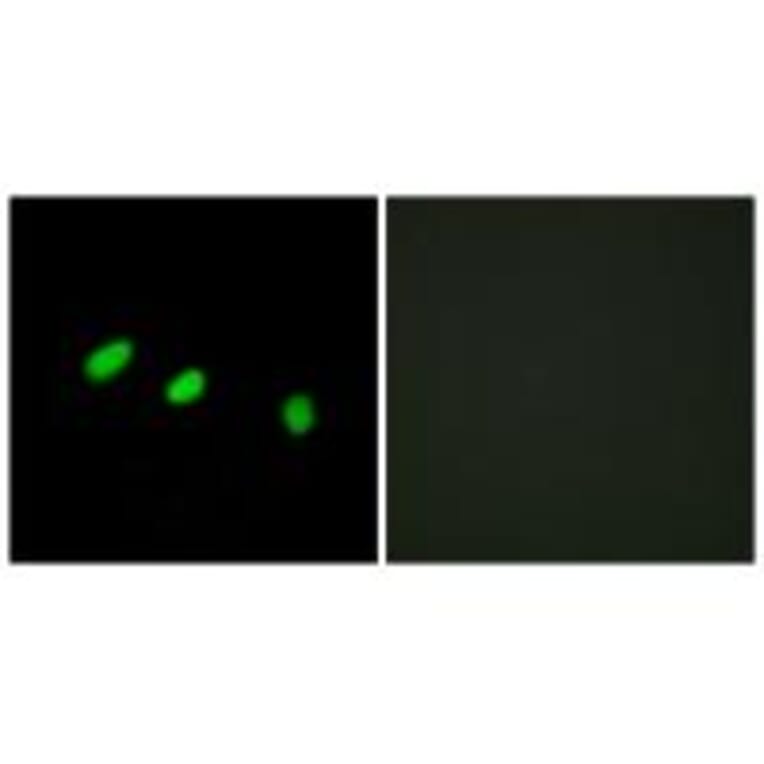 Immunofluorescence - TRA-2α Antibody from Signalway Antibody (33872) - Antibodies.com