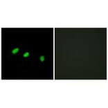 Immunofluorescence - TRA-2α Antibody from Signalway Antibody (33872) - Antibodies.com