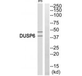 Western blot - DUSP6 Antibody from Signalway Antibody (33916) - Antibodies.com
