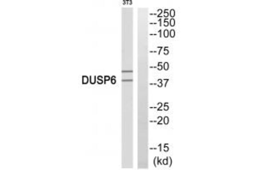 Western blot - DUSP6 Antibody from Signalway Antibody (33916) - Antibodies.com