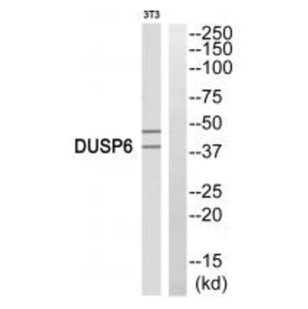 Western blot - DUSP6 Antibody from Signalway Antibody (33916) - Antibodies.com