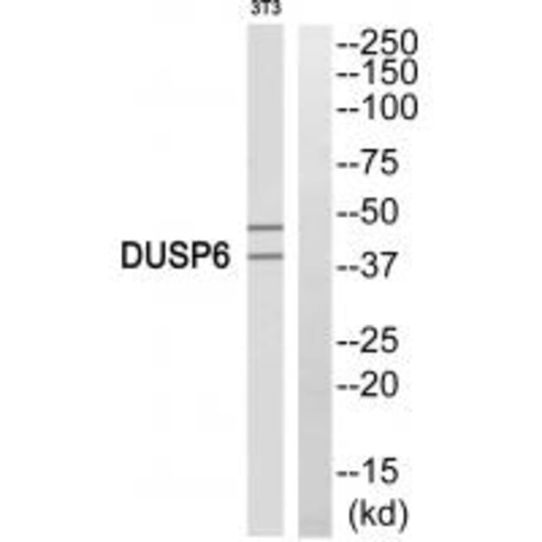 Western blot - DUSP6 Antibody from Signalway Antibody (33916) - Antibodies.com