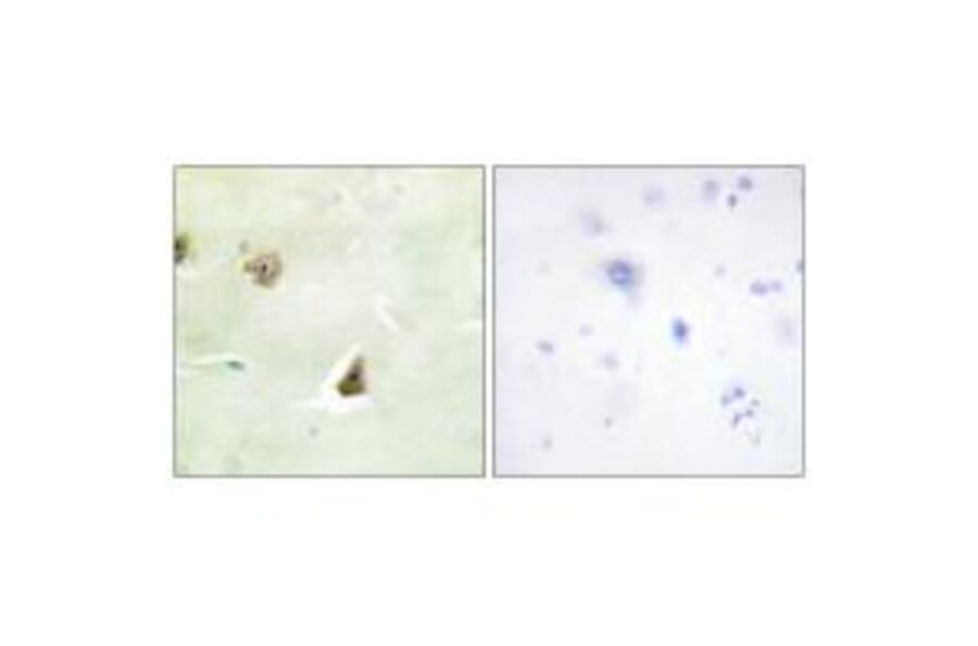 Immunohistochemistry - DUSP6 Antibody from Signalway Antibody (33916) - Antibodies.com