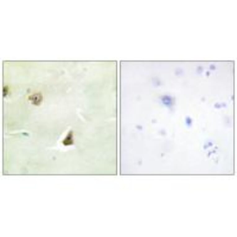 Immunohistochemistry - DUSP6 Antibody from Signalway Antibody (33916) - Antibodies.com