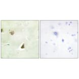 Immunohistochemistry - DUSP6 Antibody from Signalway Antibody (33916) - Antibodies.com