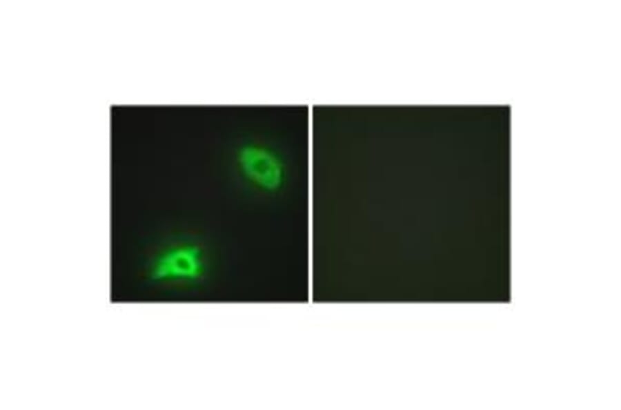 Immunofluorescence - DUSP6 Antibody from Signalway Antibody (33916) - Antibodies.com