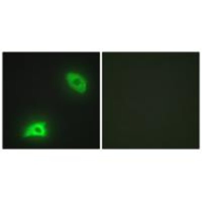 Immunofluorescence - DUSP6 Antibody from Signalway Antibody (33916) - Antibodies.com