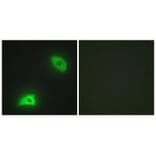 Immunofluorescence - DUSP6 Antibody from Signalway Antibody (33916) - Antibodies.com