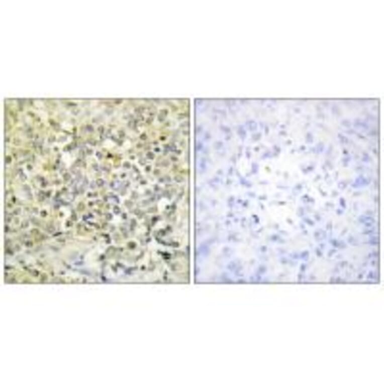 Immunohistochemistry - CDKL4 Antibody from Signalway Antibody (33928) - Antibodies.com
