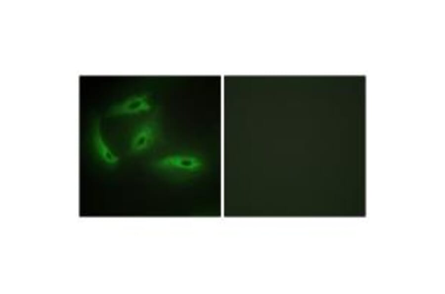Immunofluorescence - CDKL4 Antibody from Signalway Antibody (33928) - Antibodies.com