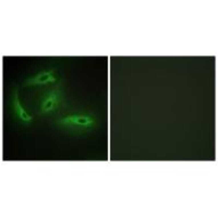 Immunofluorescence - CDKL4 Antibody from Signalway Antibody (33928) - Antibodies.com