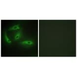 Immunofluorescence - CDKL4 Antibody from Signalway Antibody (33928) - Antibodies.com
