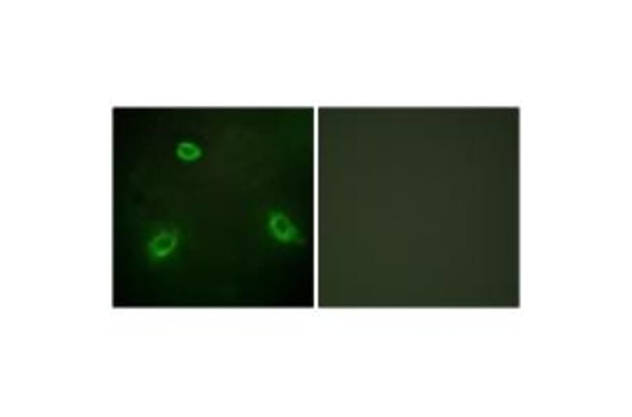 Immunofluorescence - TM16G Antibody from Signalway Antibody (33935) - Antibodies.com