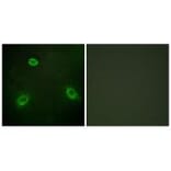 Immunofluorescence - TM16G Antibody from Signalway Antibody (33935) - Antibodies.com