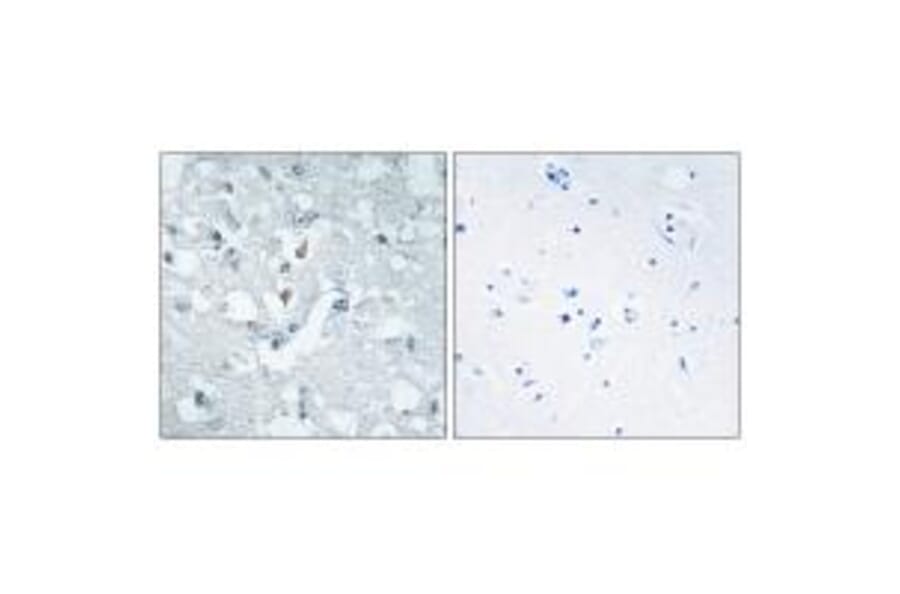 Immunohistochemistry - GLCTK Antibody from Signalway Antibody (33958) - Antibodies.com