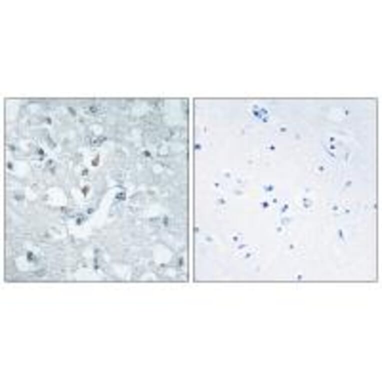 Immunohistochemistry - GLCTK Antibody from Signalway Antibody (33958) - Antibodies.com