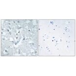 Immunohistochemistry - GLCTK Antibody from Signalway Antibody (33958) - Antibodies.com