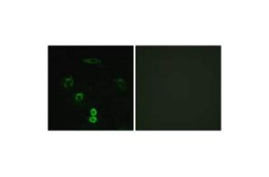 Immunofluorescence - GLCTK Antibody from Signalway Antibody (33958) - Antibodies.com
