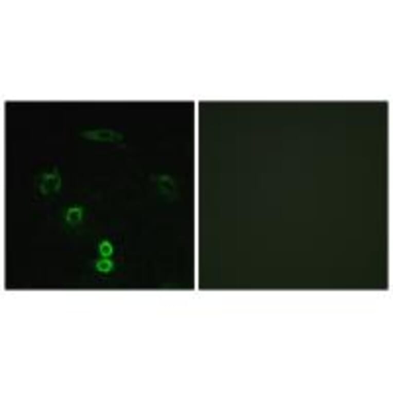 Immunofluorescence - GLCTK Antibody from Signalway Antibody (33958) - Antibodies.com