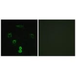 Immunofluorescence - GLCTK Antibody from Signalway Antibody (33958) - Antibodies.com