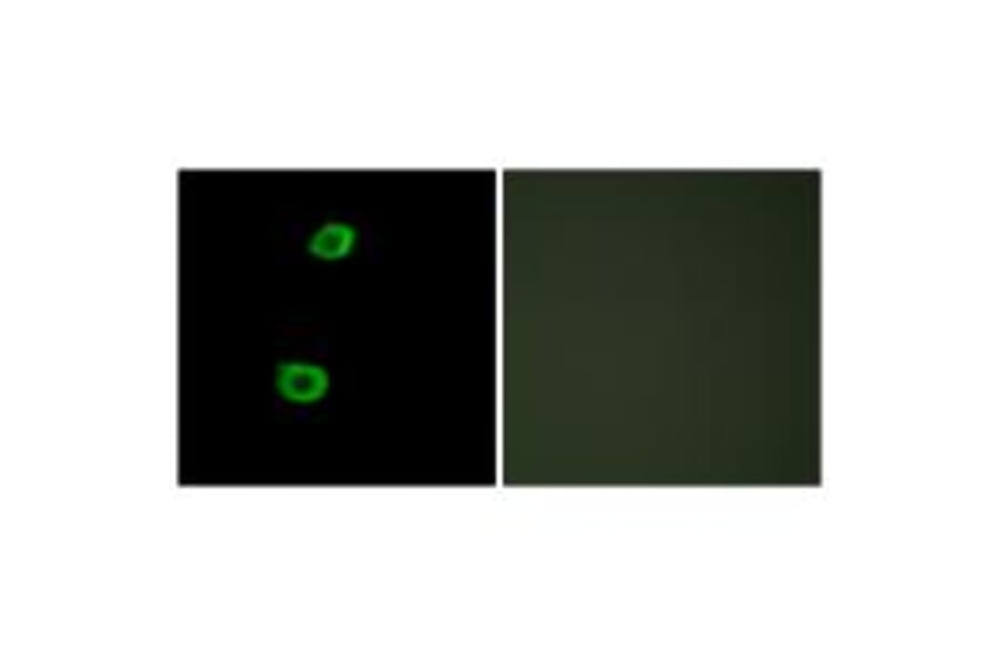 Immunofluorescence - LMTK2 Antibody from Signalway Antibody (33961) - Antibodies.com