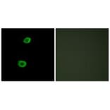 Immunofluorescence - LMTK2 Antibody from Signalway Antibody (33961) - Antibodies.com