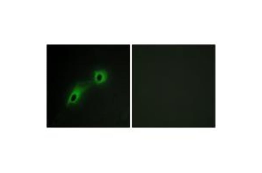 Immunofluorescence - CAMK5 Antibody from Signalway Antibody (33970) - Antibodies.com