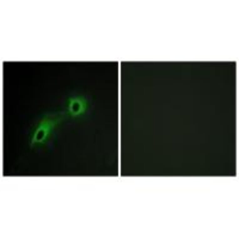 Immunofluorescence - CAMK5 Antibody from Signalway Antibody (33970) - Antibodies.com