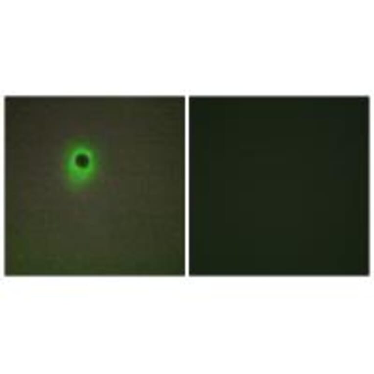 Immunofluorescence - HIPK4 Antibody from Signalway Antibody (33971) - Antibodies.com