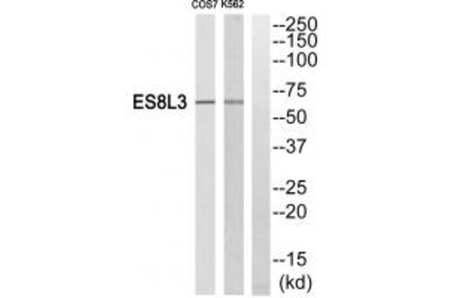 Western blot - ES8L3 Antibody from Signalway Antibody (33990) - Antibodies.com