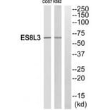 Western blot - ES8L3 Antibody from Signalway Antibody (33990) - Antibodies.com