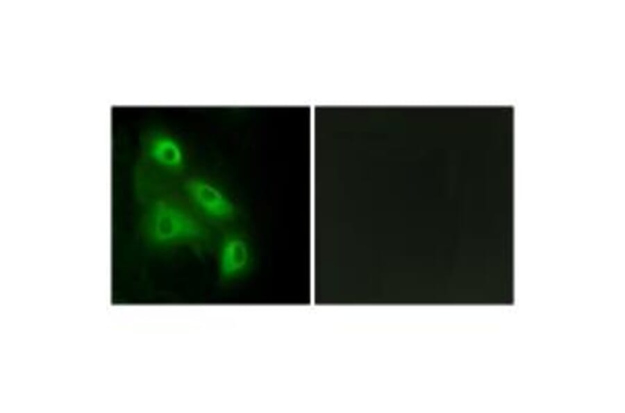 Immunofluorescence - ES8L3 Antibody from Signalway Antibody (33990) - Antibodies.com