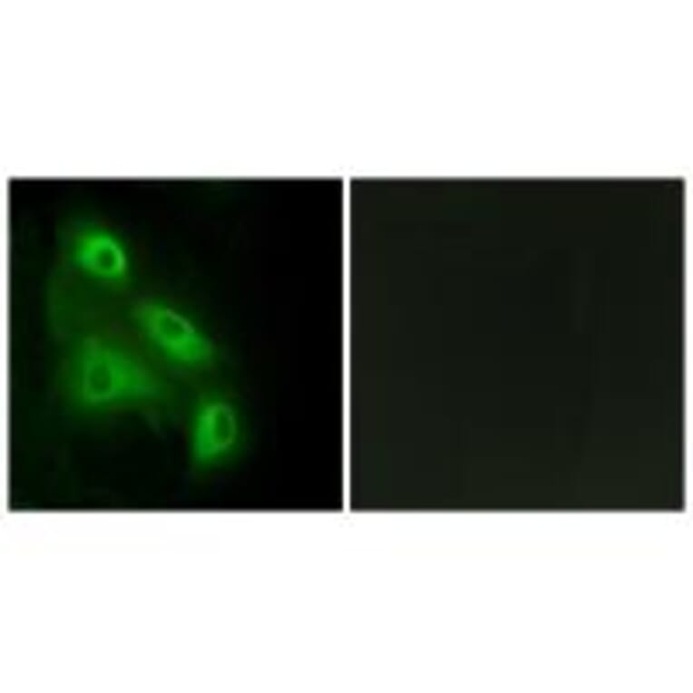 Immunofluorescence - ES8L3 Antibody from Signalway Antibody (33990) - Antibodies.com