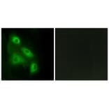 Immunofluorescence - ES8L3 Antibody from Signalway Antibody (33990) - Antibodies.com