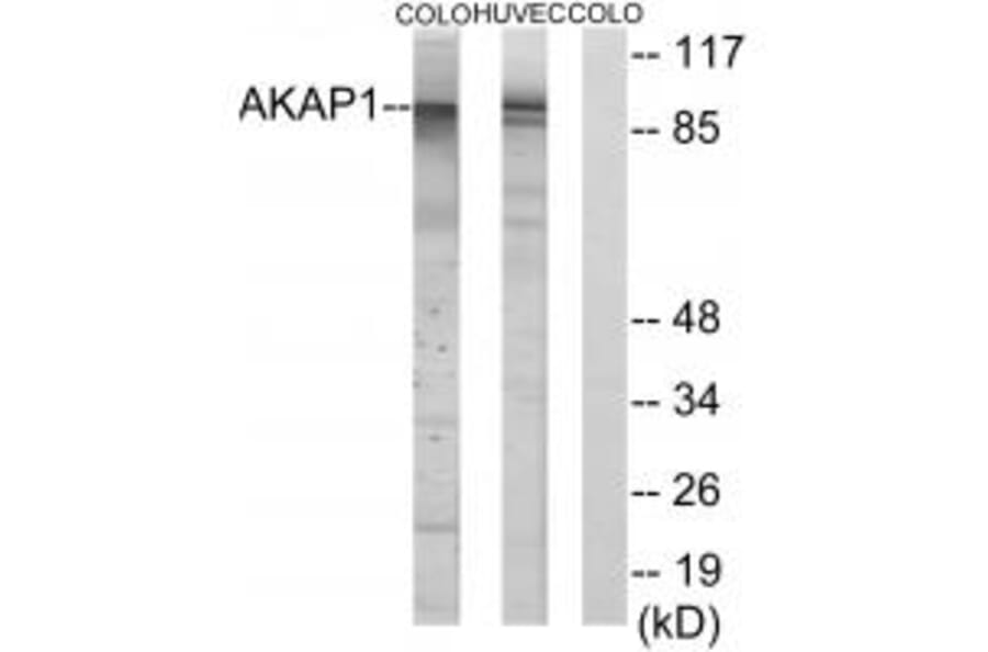 Western blot - AKAP1 Antibody from Signalway Antibody (34003) - Antibodies.com