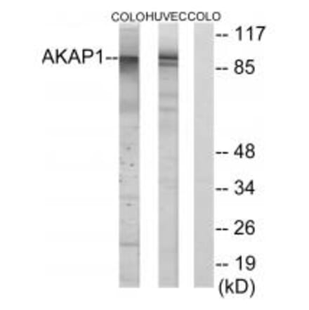 Western blot - AKAP1 Antibody from Signalway Antibody (34003) - Antibodies.com