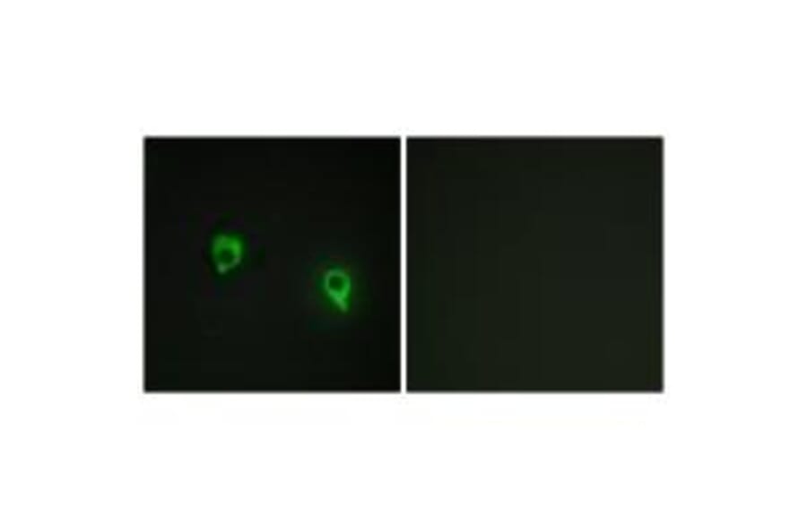 Immunofluorescence - AKAP1 Antibody from Signalway Antibody (34003) - Antibodies.com