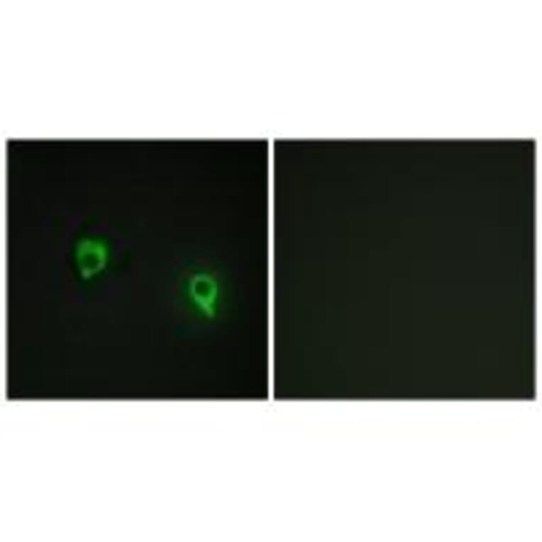 Immunofluorescence - AKAP1 Antibody from Signalway Antibody (34003) - Antibodies.com