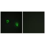 Immunofluorescence - AKAP1 Antibody from Signalway Antibody (34003) - Antibodies.com
