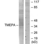 Western blot - TMEPA Antibody from Signalway Antibody (34019) - Antibodies.com