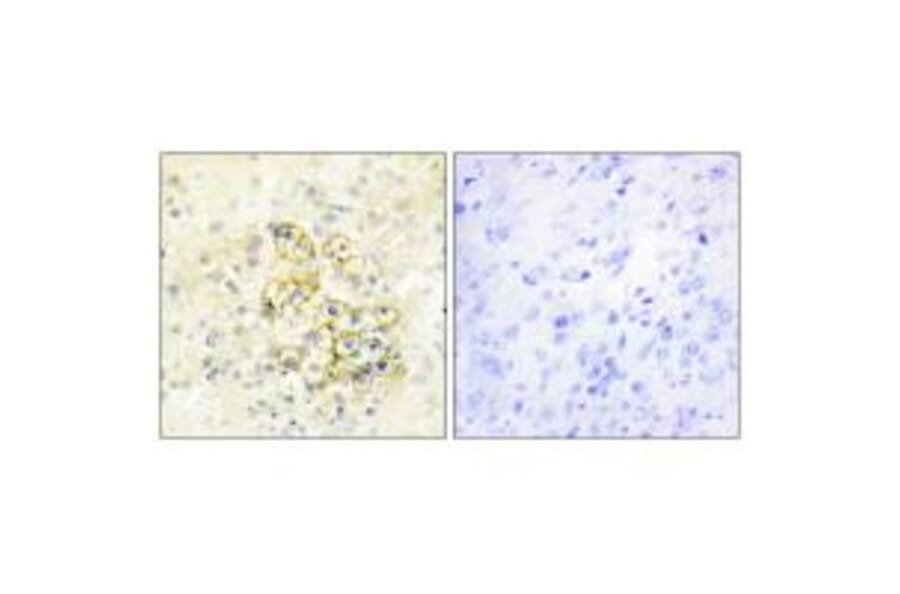 Immunohistochemistry - TMEPA Antibody from Signalway Antibody (34019) - Antibodies.com