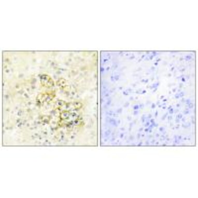 Immunohistochemistry - TMEPA Antibody from Signalway Antibody (34019) - Antibodies.com
