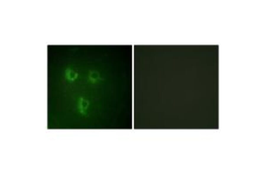Immunofluorescence - TMEPA Antibody from Signalway Antibody (34019) - Antibodies.com