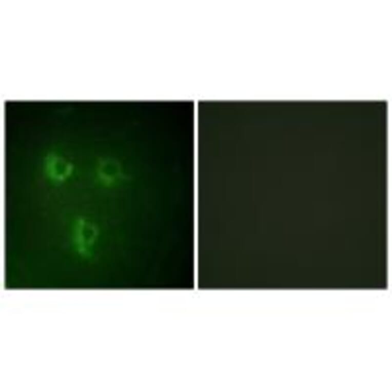 Immunofluorescence - TMEPA Antibody from Signalway Antibody (34019) - Antibodies.com
