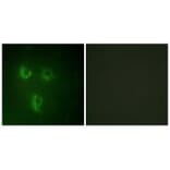 Immunofluorescence - TMEPA Antibody from Signalway Antibody (34019) - Antibodies.com