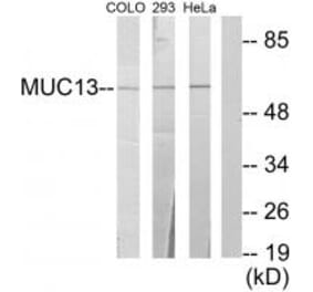 Western blot - MUC13 Antibody from Signalway Antibody (34062) - Antibodies.com