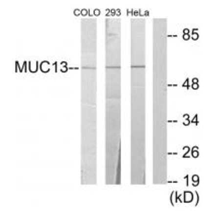 Western blot - MUC13 Antibody from Signalway Antibody (34062) - Antibodies.com