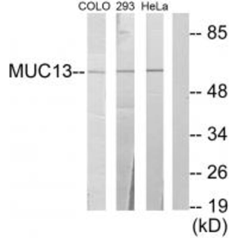 Western blot - MUC13 Antibody from Signalway Antibody (34062) - Antibodies.com